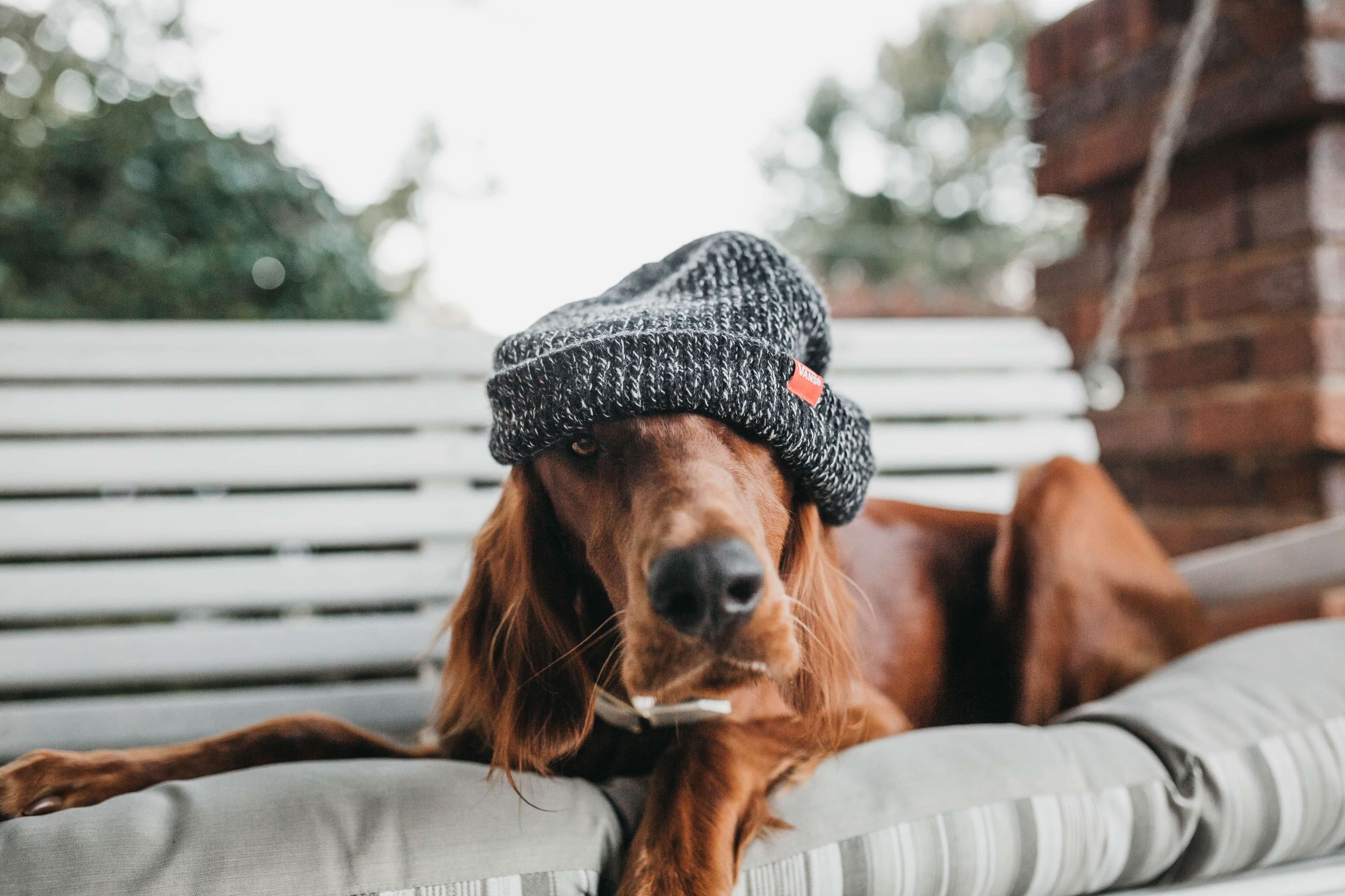 A dog wearing a beanie hat, and looking unhappy about it.
